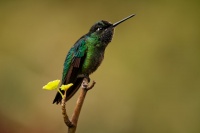 Kolibrik ohnivobrady - Panterpe insignis - Fiery-throated Hummingbird 5944